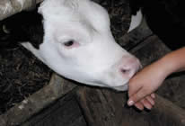 A child's hand reaching out to a calf